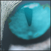 BuddyCola's avatar