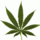 Marijuana's avatar